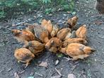 Jonge kippen kuikens hanen en hennen gratis, Dieren en Toebehoren, Pluimvee, Meerdere dieren, Kip
