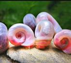 Ramshorn snail vissen aquarium, Slak of Weekdier
