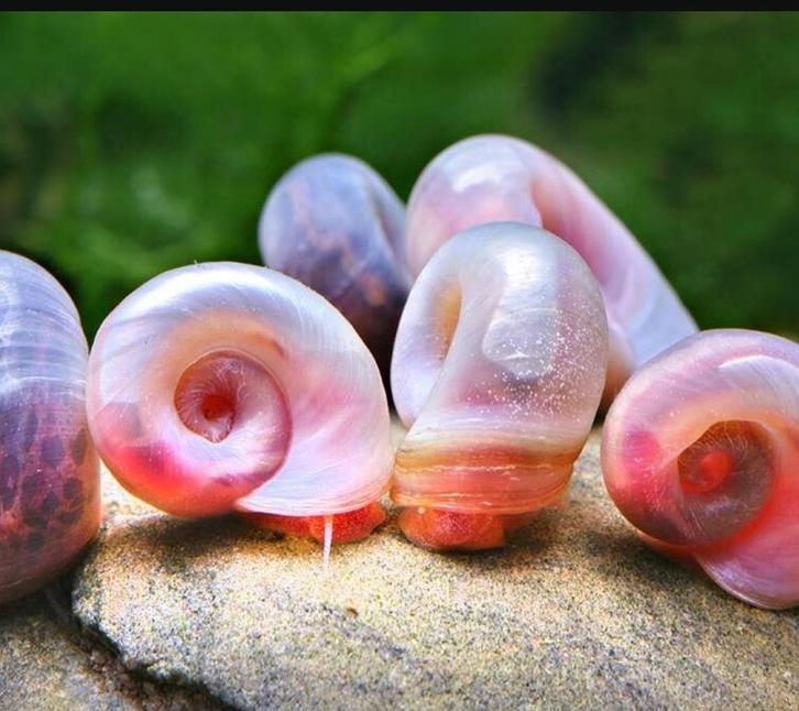 Ramshorn snail vissen aquarium, Dieren en Toebehoren, Vissen | Aquariumvissen, Slak of Weekdier