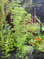 Limnophila sessiliflora, Dieren en Toebehoren, Vissen | Aquaria en Toebehoren, Ophalen, Zo goed als nieuw, Plant(en), Steen of Hout