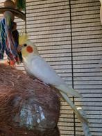 Mooie valkparkieten, Meerdere dieren, Parkiet, Tam