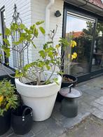 Vijgenboom in pot, Tuin en Terras, Bloeit niet, Overige soorten, 100 tot 250 cm, Ophalen