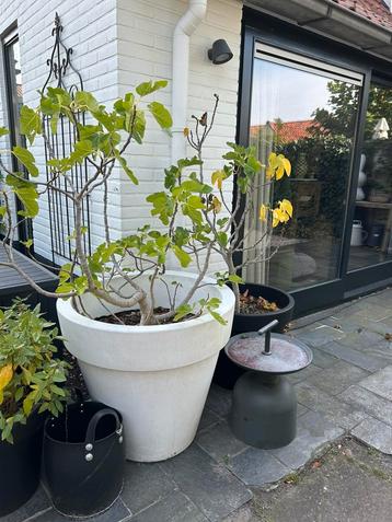 Vijgenboom in pot beschikbaar voor biedingen