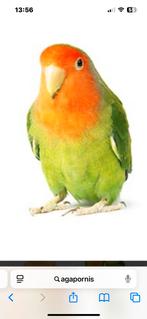 Gezocht agapornis vrouwtje van paar jaar oud, Dieren en Toebehoren, Vogels | Parkieten en Papegaaien, Vrouwelijk, Dwergpapegaai of Agapornis