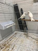 3 koppels witte  resecef tt kwalite, Meerdere dieren, Overige soorten