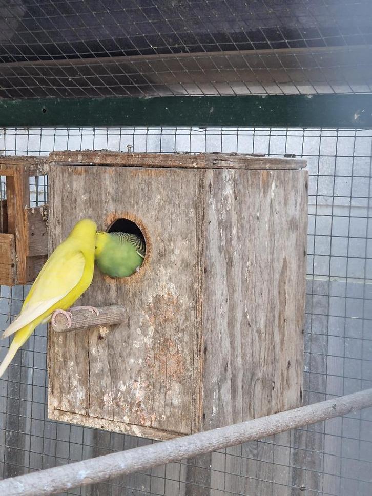4 Jonge natuurbroed Parkieten in buiten volière geb.27-8-25., Dieren en Toebehoren, Vogels | Kanaries, Kleurkanarie, Meerdere dieren