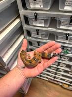 0.1 mandarin tangerine black night luipaardgekko, Dieren en Toebehoren, Reptielen en Amfibieën, Hagedis, 0 tot 2 jaar