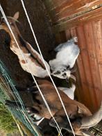 Geiten, Dieren en Toebehoren, Vrouwelijk, Geit