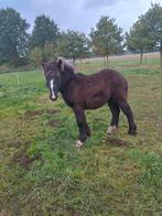Trekpaard merrieveulens, Dieren en Toebehoren, Merrie, Recreatiepaard, Gechipt, 0 tot 2 jaar