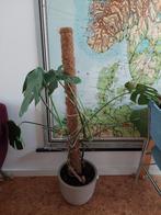 Monstera 125 cm hoog met mosstok, Ophalen, 100 tot 150 cm, Overige soorten, Halfschaduw