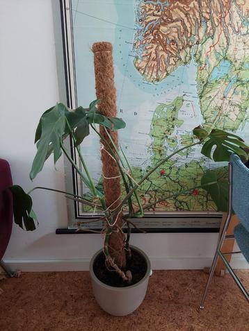 Monstera 125 cm hoog met mosstok beschikbaar voor biedingen