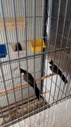 Koppel Roodoor buulbuul, Dieren en Toebehoren, Vogels | Kanaries, Meerdere dieren