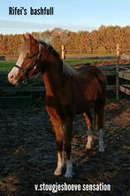 2 jarige welsh b hengst, Merrie, 0 tot 2 jaar