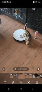 Bengaalse kittens, Dieren en Toebehoren, Katten en Kittens | Raskatten | Korthaar, Poes, Gechipt, 0 tot 2 jaar