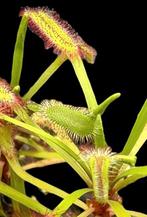 Bladstek Drosera capensis 'Bainkloof', Huis en Inrichting, Kamerplanten, Ophalen of Verzenden, Overige soorten, Minder dan 100 cm