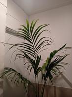 Kentia palm kamerplant 2 meter evt te bezorgen*, Huis en Inrichting, Kamerplanten, Ophalen, 200 cm of meer, Palm, Halfschaduw