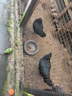 Ayam cemani kippen, Meerdere dieren, Kip