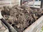 Wortels van fruitbomen te koop!!, Minder dan 3 m³, Ophalen, Overige houtsoorten, Blokken