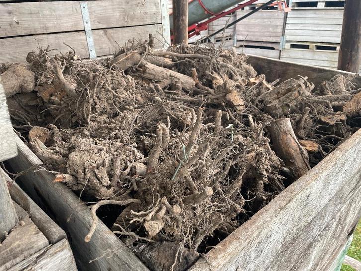 Wortels van fruitbomen te koop!!, Tuin en Terras, Haardhout, Blokken, Overige houtsoorten, Minder dan 3 m³, Ophalen