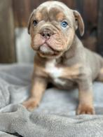 Prachtige bulldog pups sociaal en huiselijk, Dieren en Toebehoren, Bulldog, Meerdere, Meerdere dieren, Nederland