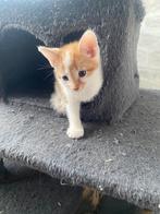 2 katers en 1 poes, Dieren en Toebehoren, Katten en Kittens | Overige Katten, Meerdere dieren