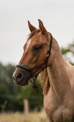Lieve, betrouwbare, 6 jarige, red dun roan ruin, Dieren en Toebehoren, Paarden, Minder dan 160 cm, Gechipt, Ruin, 3 tot 6 jaar