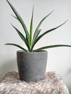 Robuust antraciet bloempot handgemaakt 17 cm met sansevieria, Ophalen, Overige soorten, Halfschaduw, In pot