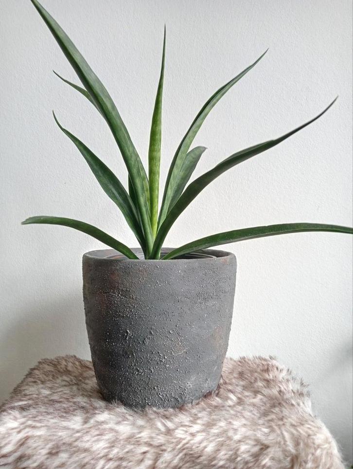 Robuust antraciet bloempot handgemaakt 17 cm met sansevieria, Huis en Inrichting, Kamerplanten, Overige soorten, Minder dan 100 cm