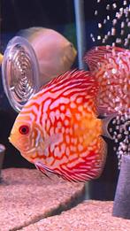 Schitterende Variëteit: Discus vissen!, Dieren en Toebehoren, Vissen | Aquariumvissen, Vis