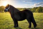 Zwarte shetland merrie 102cm kinder pony., Merrie