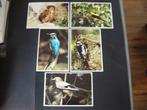 Voor het Kind ansichtkaarten 1971 Vogels, Ophalen of Verzenden, 1960 tot 1980, Ongelopen