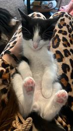 Liefe kitten kater, 0 tot 2 jaar