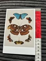 792. Kunstkaart G.W.Knorr Vlinders, Ophalen of Verzenden, Ongelopen
