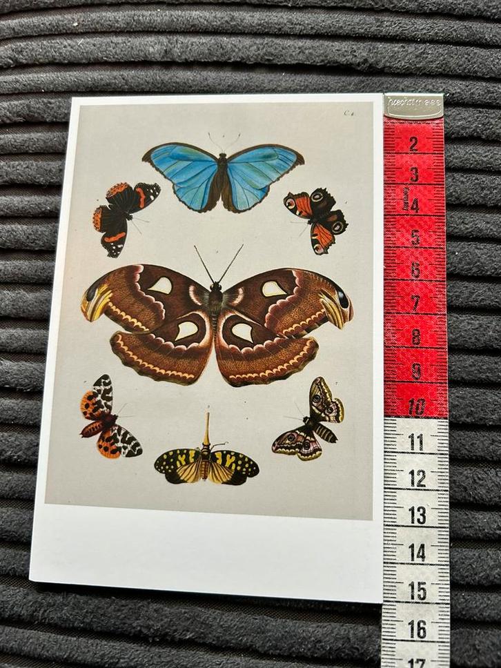 792. Kunstkaart G.W.Knorr Vlinders, Verzamelen, Ansichtkaarten | Themakaarten, Ongelopen, Ophalen of Verzenden