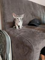 Oosterse korthaar kittens 3 katertjes gelijk beschikbaar, Dieren en Toebehoren, Kater, Ontwormd