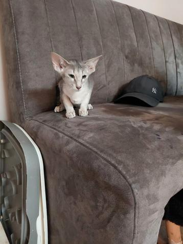 Oosterse korthaar kittens 3 katertjes gelijk beschikbaar  beschikbaar voor biedingen