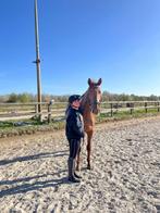 Paarden bijrijder/verzorger aangeboden, Dieren en Toebehoren, Paarden en Pony's | Verzorgingsproducten, Ophalen of Verzenden, Zo goed als nieuw
