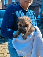 Nog 2 teefjes  kruising Witte herder en oud duits herder, Meerdere, Meerdere dieren, Herder, Nederland
