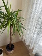 Yucca kamerplant in pot, Ophalen, 100 tot 150 cm, Halfschaduw, In pot