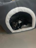 Kittens te koop, Dieren en Toebehoren, 0 tot 2 jaar