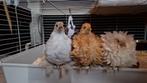 Lieve Haan zoekt met spoed een nieuw thuis, Dieren en Toebehoren, Pluimvee, Mannelijk, Kip