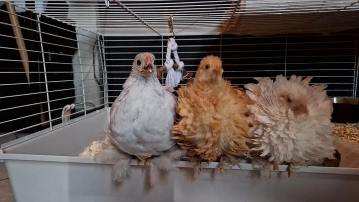Lieve Haan zoekt met spoed een nieuw thuis, Dieren en Toebehoren, Pluimvee, Kip, Mannelijk