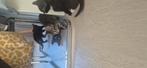 Lieve kittens te koop!, Dieren en Toebehoren, Katten en Kittens | Overige Katten, Meerdere dieren