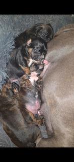 4 pups reuen, Dieren en Toebehoren, Honden | Bulldogs, Pinschers en Molossers, Overige rassen, CDV (hondenziekte), 8 tot 15 weken