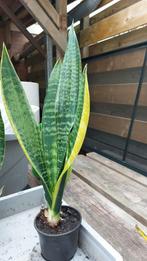 Sansevieria 58 cm, Huis en Inrichting, Kamerplanten, Ophalen, Overige soorten, Minder dan 100 cm