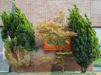 Gratis coniferen (zelf eruit halen), Ophalen, Conifeer, 100 tot 250 cm