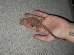 Baardagaam (Surviver) *pet only*, Tam, 0 tot 2 jaar