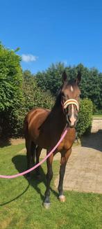 12 jarig lieve recreatie merrie, klein paard, Minder dan 160 cm, B, 11 jaar of ouder, Recreatiepaard