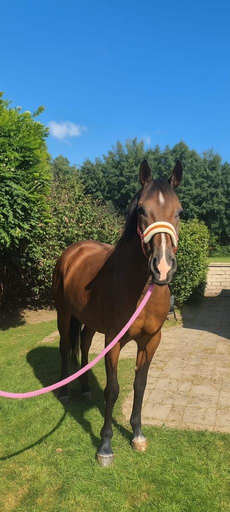 12 jarig lieve recreatie merrie, klein paard, Dieren en Toebehoren, Paarden, Merrie, B, Minder dan 160 cm, 11 jaar of ouder, Recreatiepaard