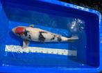 Prachtige tancho showa met certificaat, Dieren en Toebehoren, Vissen | Vijvervissen, Karper of Koi